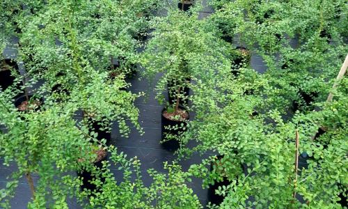 TỰ CÔNG BỐ LƯU HÀNH CÂY GIỐNG CHANH NGÓN TAY